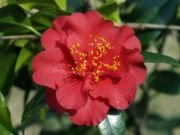 Camellia Maroon & Gold-Attractive Maroon Blooms