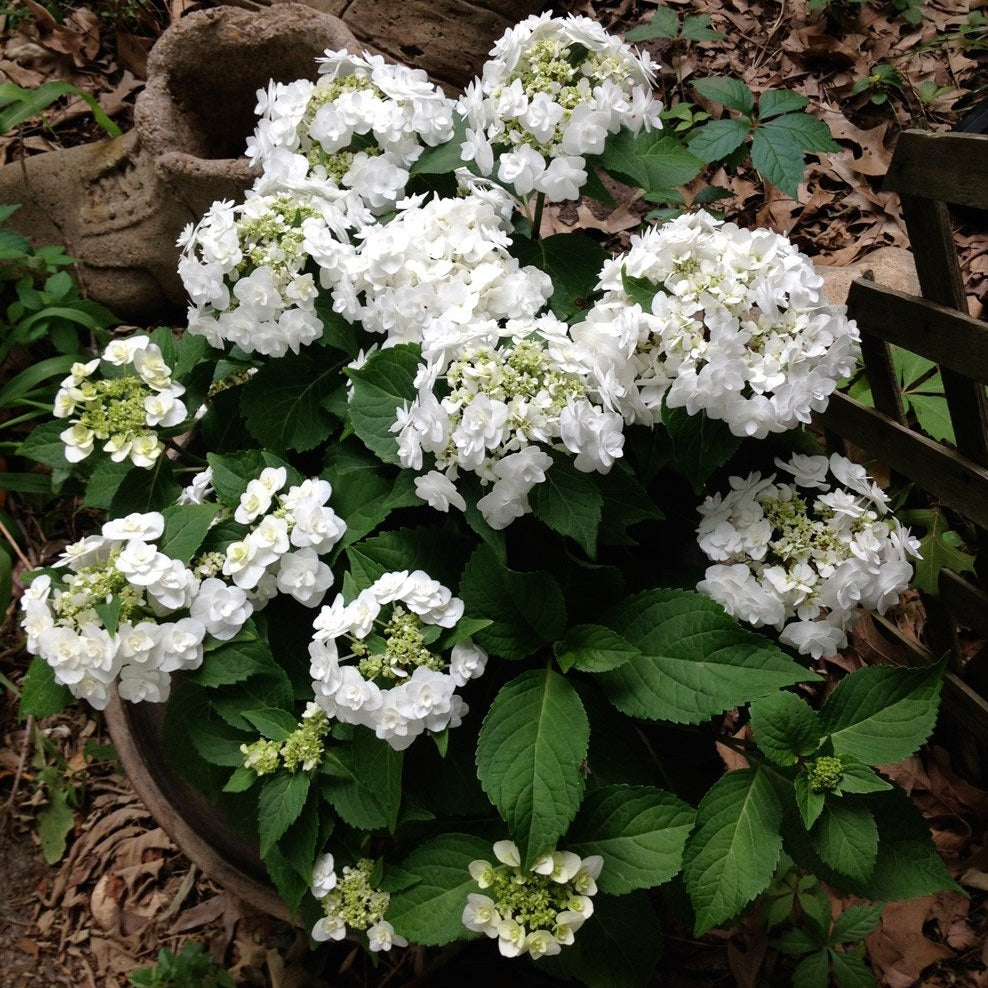 Hydrangea 'Wedding Gown' Macrophylla- Beautiful White Blooms Against Mid-Dark Green Foliage