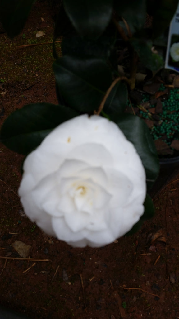 (Quart ) Camellia Sea Foam Flower Plant - Pure White Flower