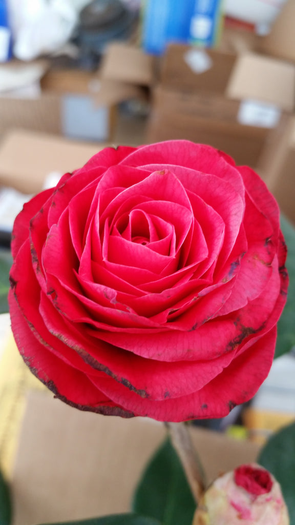 Camellia Mathotiana Flower Plant - Beautiful Red Blooms