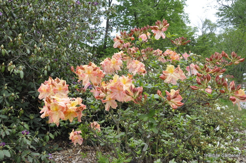 Peachy Keen Azalea