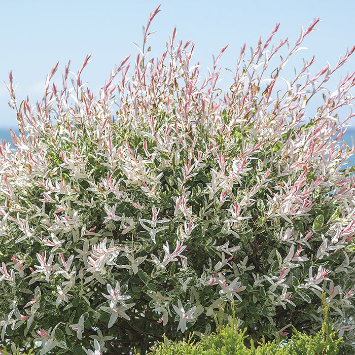 Hakuro-Nishiki Willow Tree-Weeping Branches