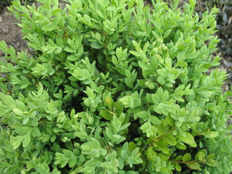 Green Mountain Boxwood