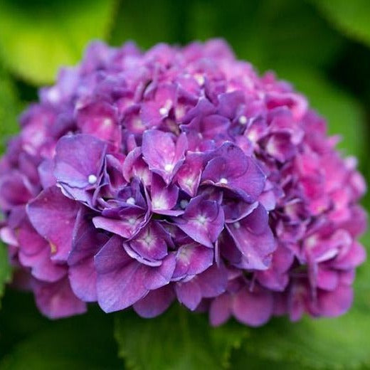 Merritt's Supreme Hydrangea