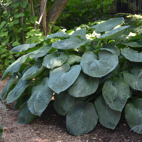 1 Gallon Pot: Hosta Sieboldiana 'Elegans'. Plantain Lily. Large, Blue-Green Foliage with Heavy Corrugation, Near White Flowers with Lavender Stripe.