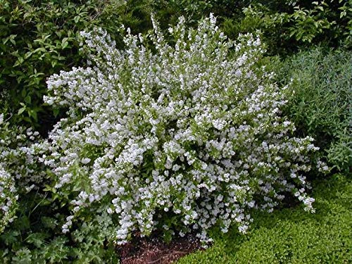 (1 Gallon) Deutzia Gracilis Slender