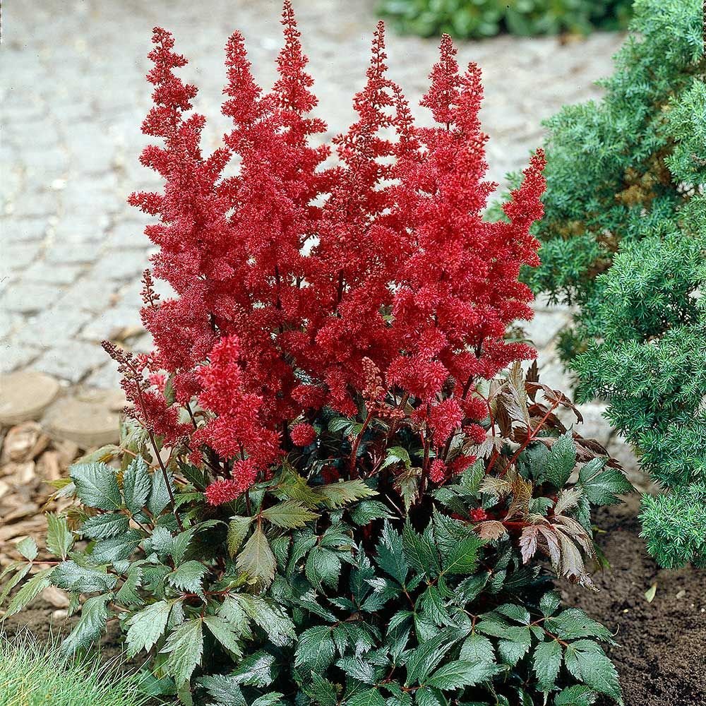 Astilbe Arendsii 'Fanal' False Spirea