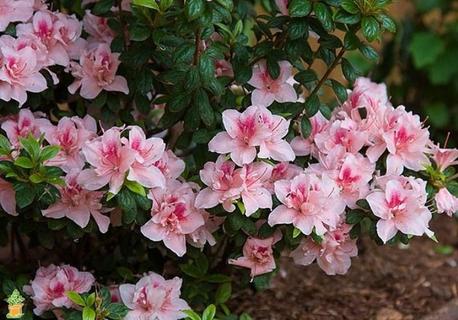 Autumn Chiffon Encore Azalea