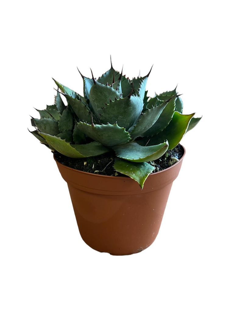 Blue Agave Mini