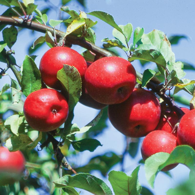 Red Rome Beauty Apple Tree