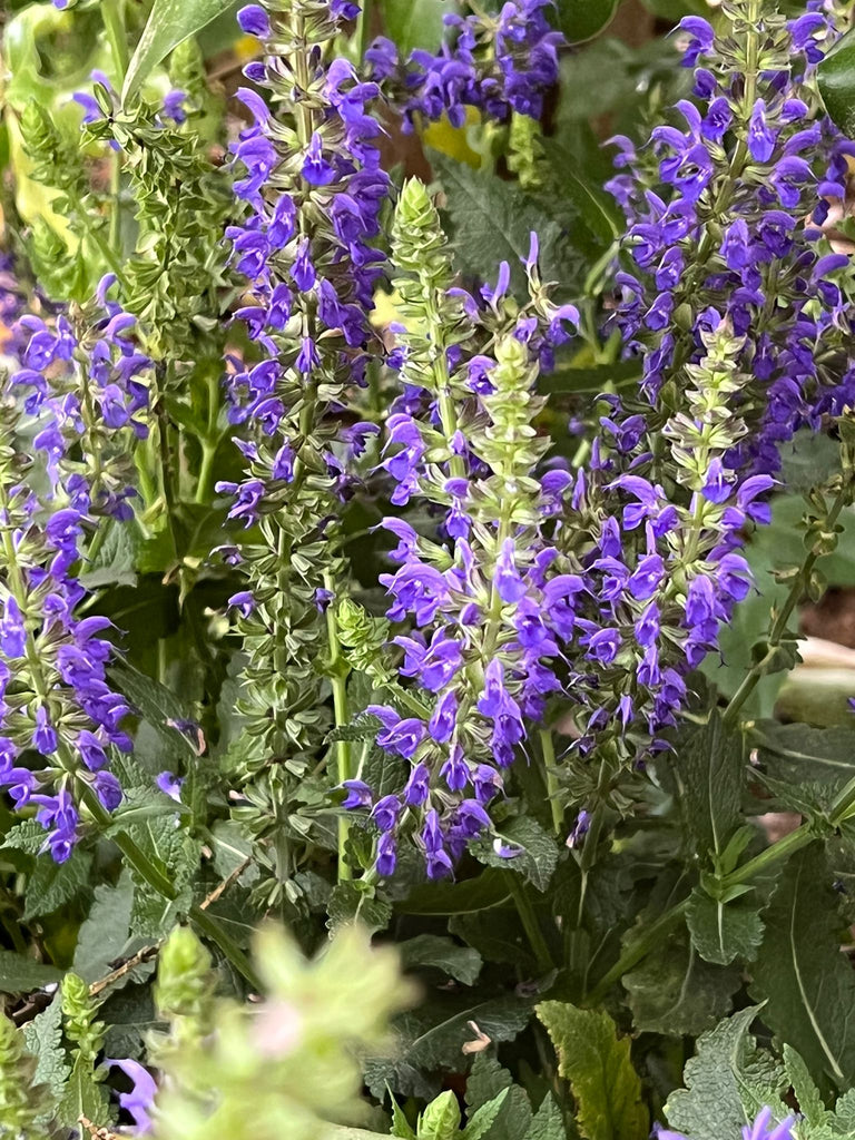 Salvia Sallyrosa April Night