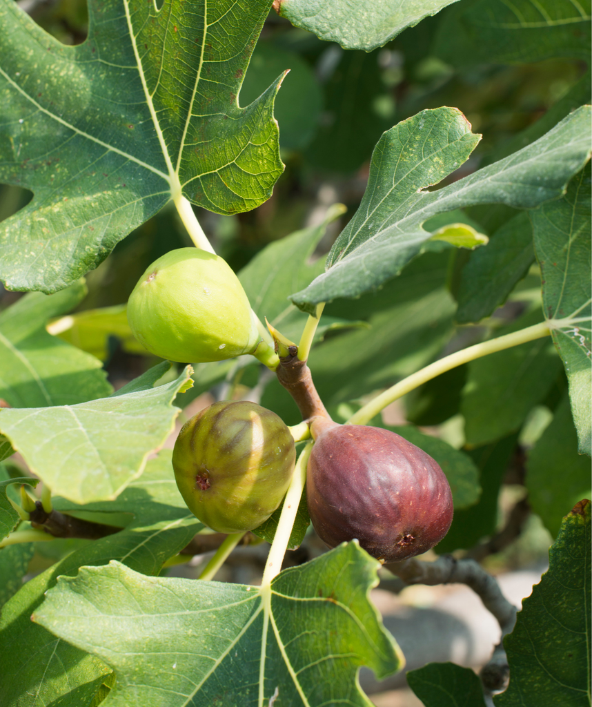 Chicago Hardy Fig Tree - Cold hardy Fig Tree