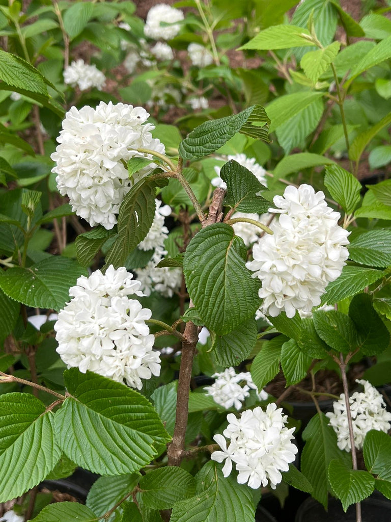 Viburnum Mary Milton, a Blissfully Beautiful Viburnum