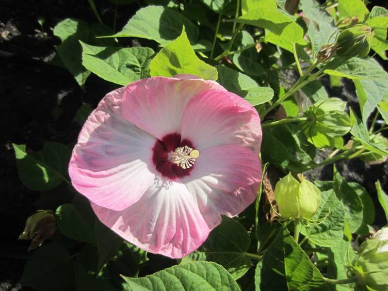 Hibiscus 'Luna Pink Swirl'