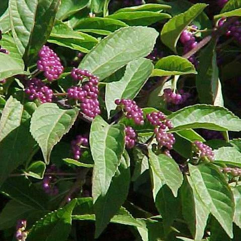 Issai Japanese Beautyberry