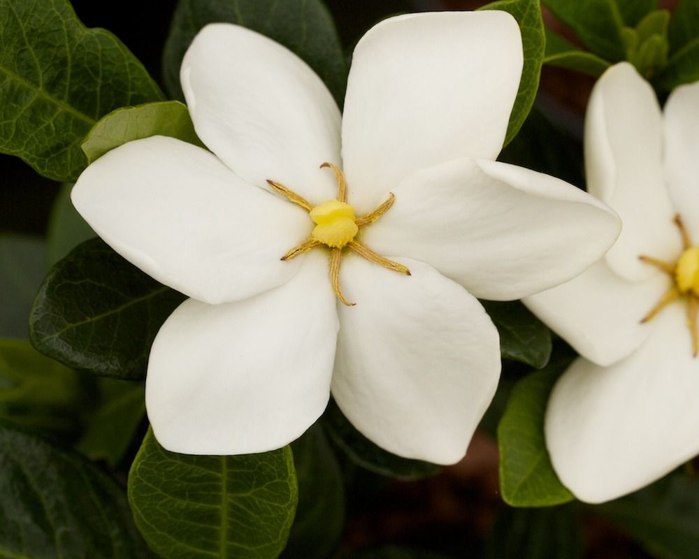 Kleims Hardy Gardenia- Intense Fragrance, Evergreen, Dwarf, Cold Hardy