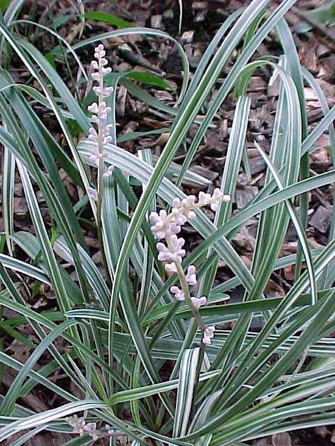 1 Gallon Pot: Liriope Spicata 'Silver Dragon'. Silver Dragon Lilyturf. Silver Variegated Spiked Foliage with Lavender Flowers, Vigorous Spreader.