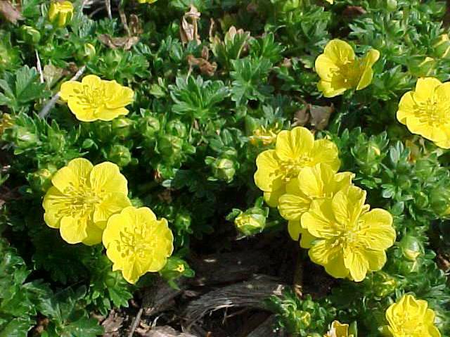 (4.5 Inch Pot/10 Count Flat) Potentilla Neumanniana 'Nana'