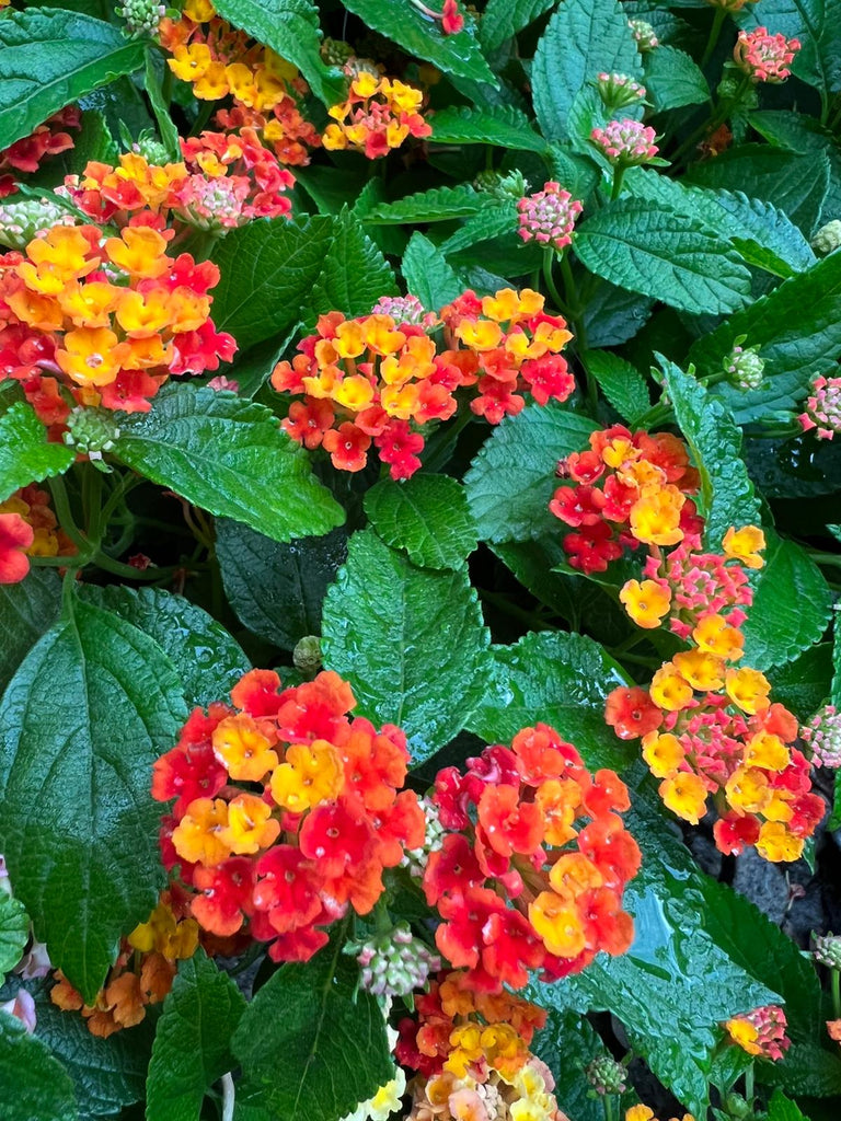 Hot Pink Little Lucky Lantana