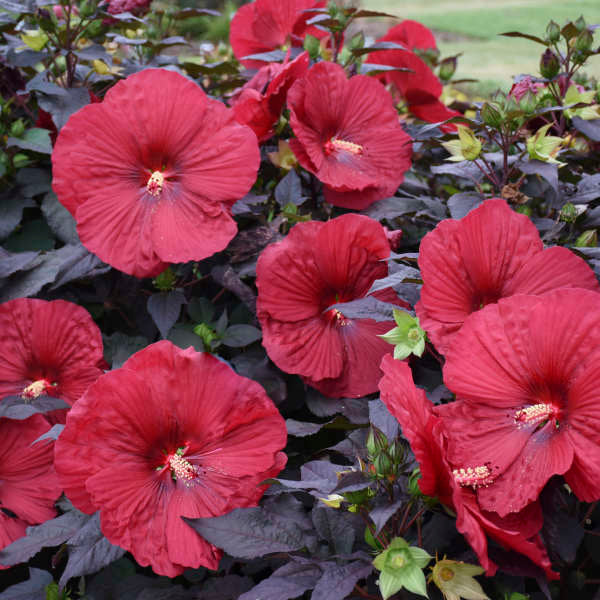 Summerific 'Holy Grail' Rose Mallow Hibiscus Hybrid