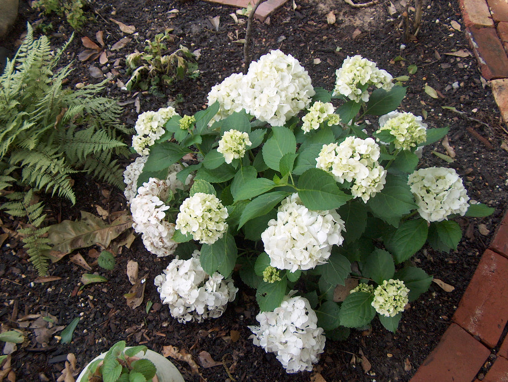 Hydrangea 'Sister Theresa'