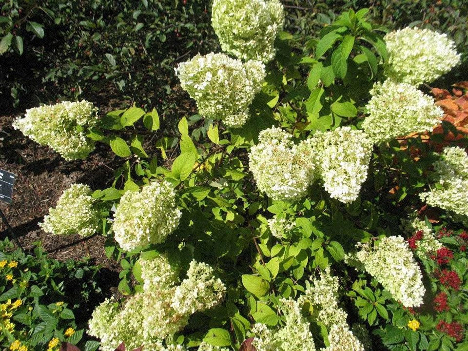 Hydrangea Bobo