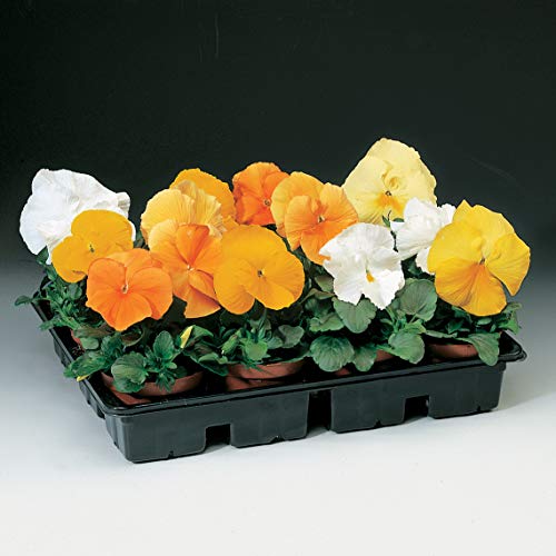 (3.5 Inch Pot/18 Count Flat) Pansy Delta Citrus Mix