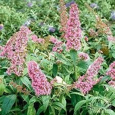 (1 Gallon ) Potter'S Purple Butterfly Bush - Attractive, Long Deep Purple Flower Clusters Bloom All Summer Long