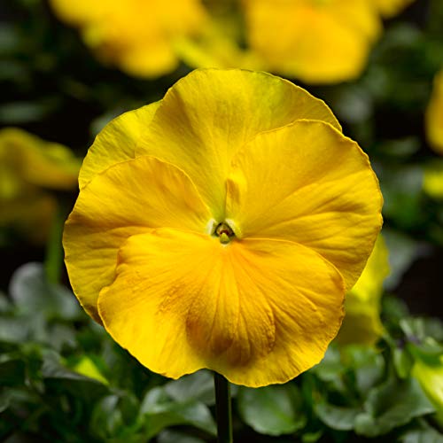 (3.5 Inch Pot/18 Count Flat) Pansy Delta Premium Pure White