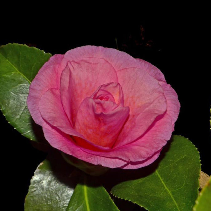 Christmas Rose Camellia-Deep Pink,Semi-Double Blooms