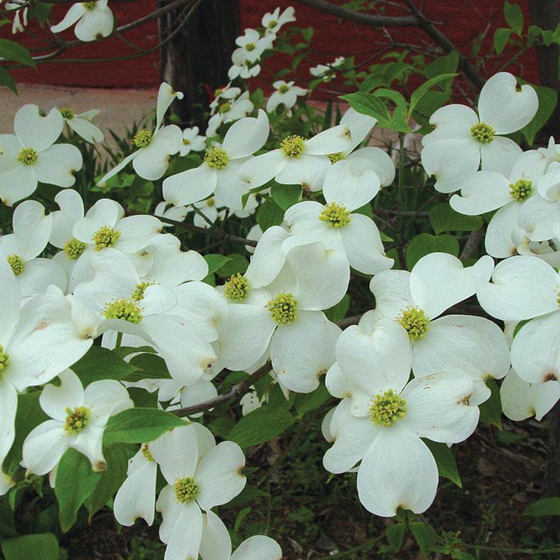 White Dogwood Seedlings Tree