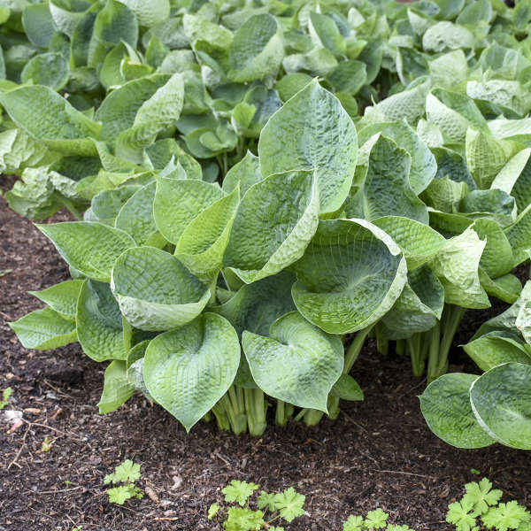 1 Gallon Pot: Hosta Abiqua Drinking Gourd. Hosta, Plantain Lily. Large, Deeply Cupped Dark Blue-Green Seersucker Leaves.