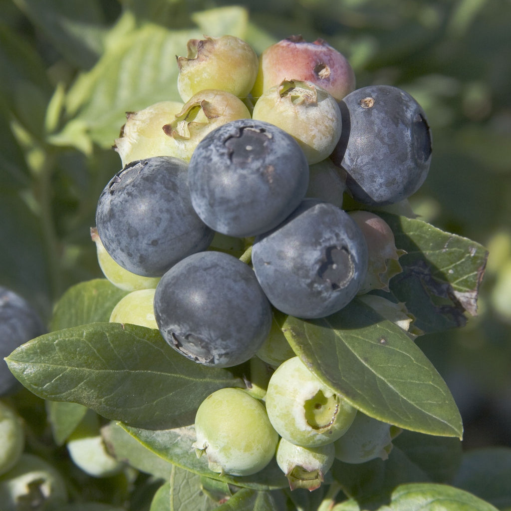 Vaccinium 'Sunshine Blue' Blueberry- Beautiful Blue-Green Foliage and Showy Pink To White Flowers