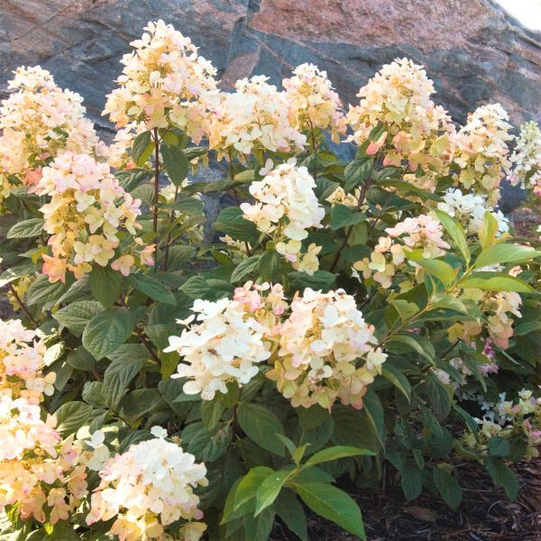 Hydrangea 'Tickled Pink'