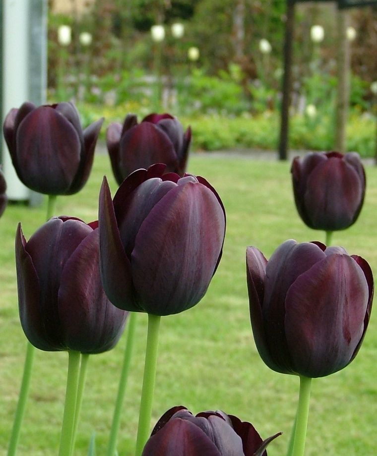 (Pack of 10 BULBS) TULIP QUEEN of NIGHT Elegant Drama, Shades of Deep, Dark Purple Almost Black, Velvety Tulip