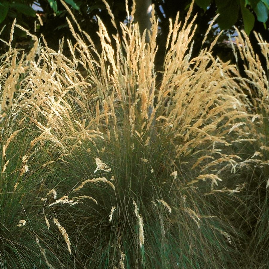 (1 Gallon) Festuca Eilers Beauty