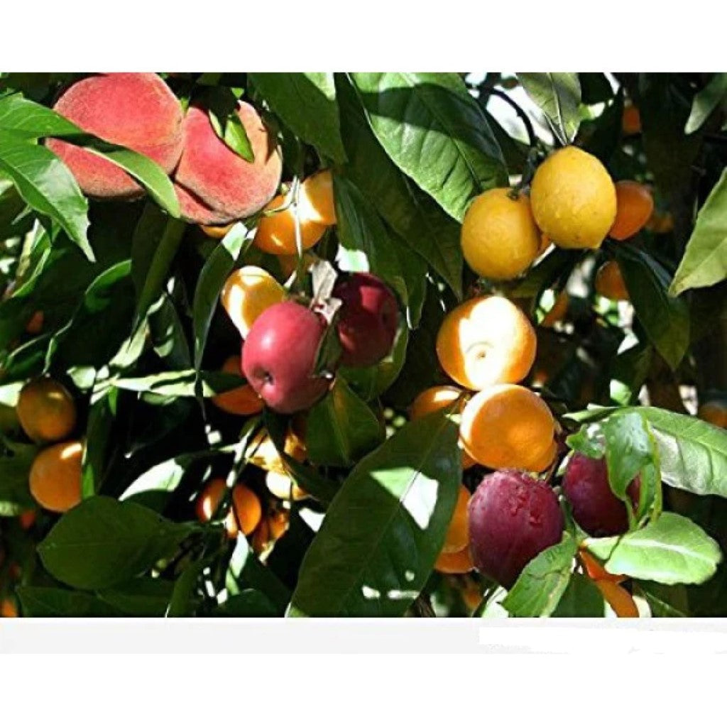 (4 In 1) Fruit Cocktail Tree - 4 Different Fruits On One Plant - Plum, Nectarine, Peach, Apricot