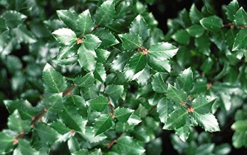 Jim Dandy Winterberry is a Deciduous Shrub. It is a Male Plant and is Generally Grown Only As a Pollinator For Certain Female Winterberry Cultivars