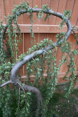 3 Gallon Cedar Blue Atlas Weeping Very Unique, Weeping, Evergreen Conifer,Can Be Trained To Form Desired Shape, Stunning Feature of Cascading Branches