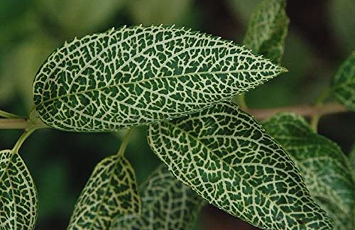 (1 Gallon) Forsythia" Kumson" Intricate Vein-Like Designs On Leaves Make This Unusual Shrub Highly Sought After