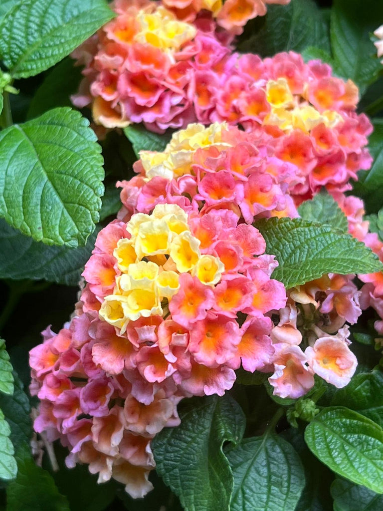 Peach Glow Little Lucky Lantana