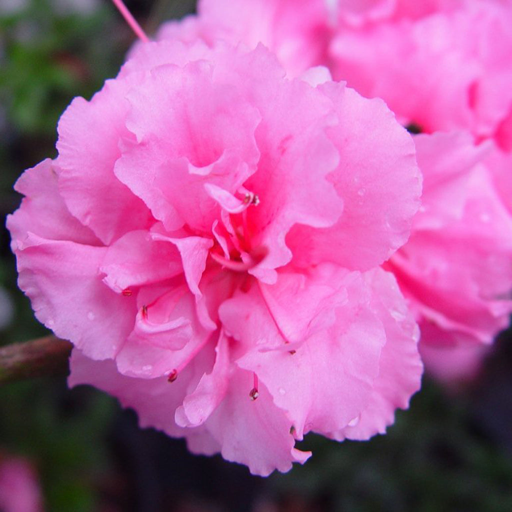 Pink Adoration Rebloom Azalea