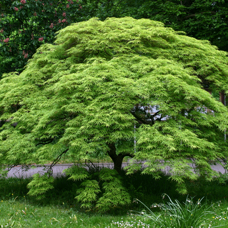 Waterfall Japanese Maple