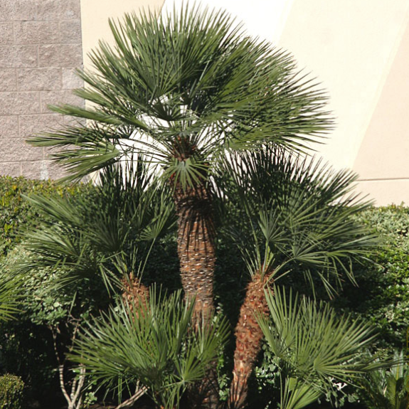 European Fan Palm