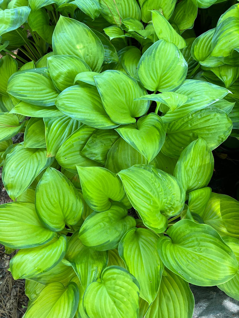 Hosta 'Guacamole' Plantain Lily