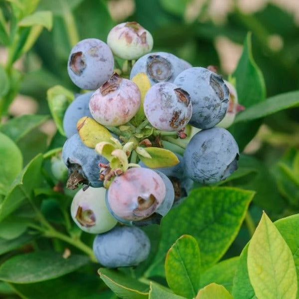 Tifblue Blueberry Bush