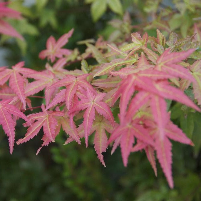 Chishio Improved Japanese Maple