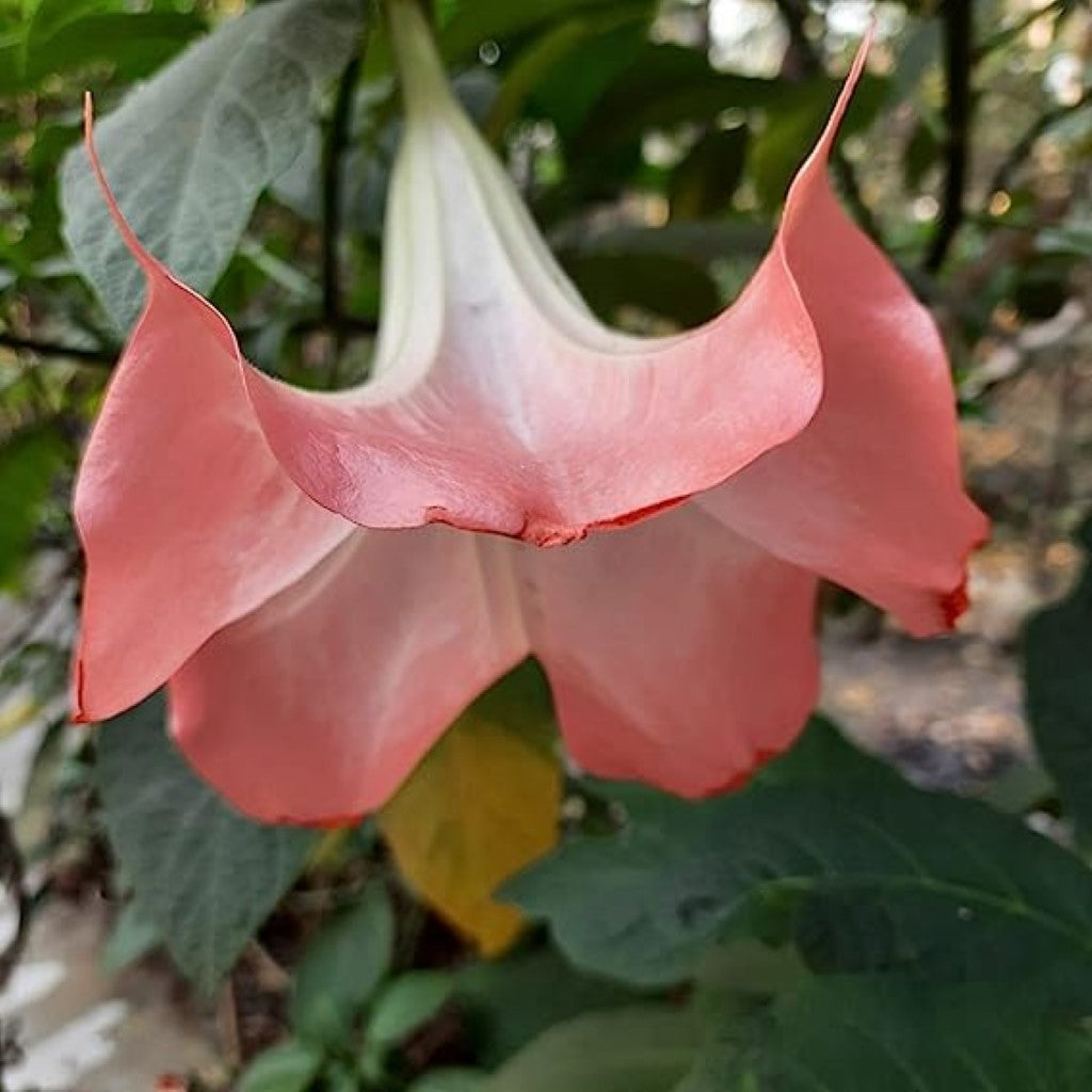 Pink Angel's Trumpet