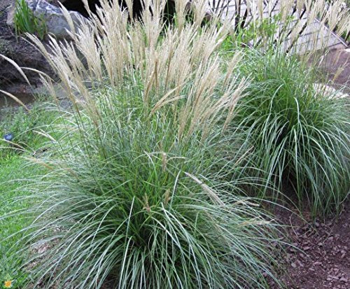 Miscanthus Adagio