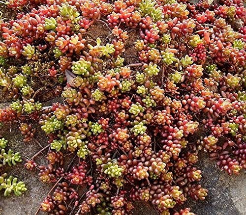 (10 Count Flat/4.5 Inch Pots) Sedum Album 'Coral Carpet' Stonecrop